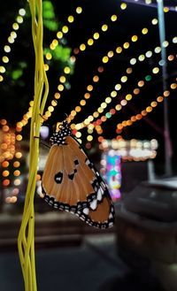Close-up of illuminated butterfly 