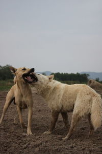 View of a dog on the field