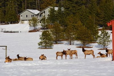 Horses on snow covered trees