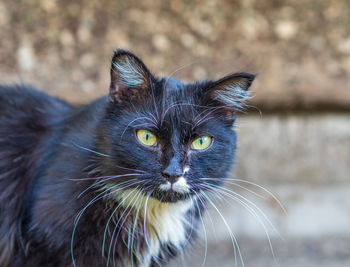 Close-up portrait of black cat