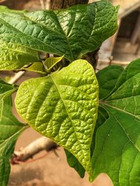 Close-up of fresh green leaf