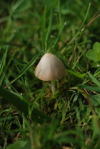 Close-up of mushroom in grass