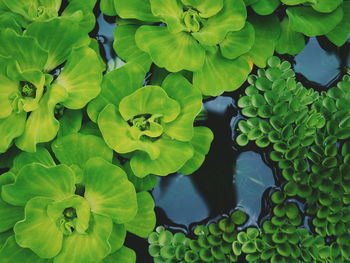 High angle view of water lily amidst plants