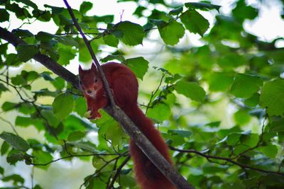 Close-up of squirrel perching on tree