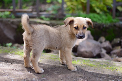 Portrait of dog standing outdoors