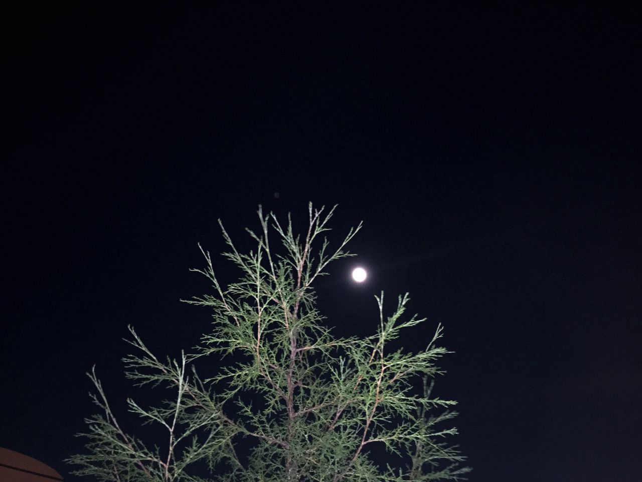 night, low angle view, moon, illuminated, clear sky, tree, copy space, sky, dark, branch, growth, nature, full moon, beauty in nature, astronomy, tranquility, outdoors, no people, glowing, moonlight