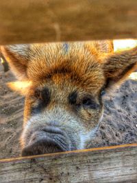 Close-up of dog looking away while standing on wooden surface