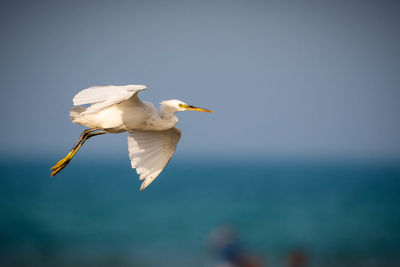 Seagull flying over sea against sky