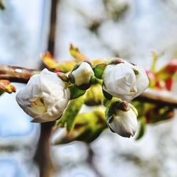 Close-up of white flowering plant