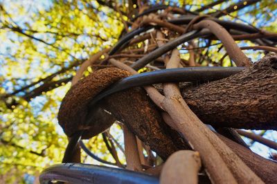 Low angle view of tree