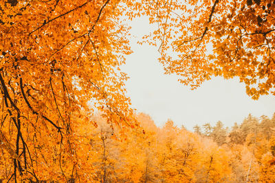 Low angle view of autumnal trees