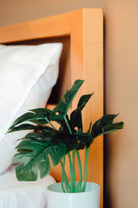 Close-up of potted plant at home