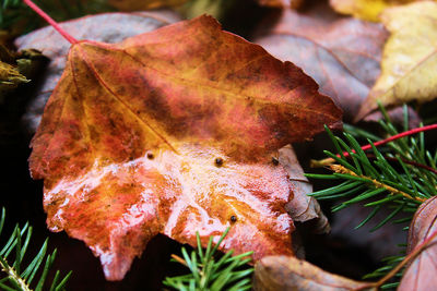 Close-up of dry maple leaves