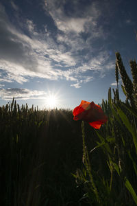 Red flowering plants on field against sky during sunset