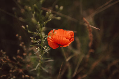 Close-up of red poppy flower