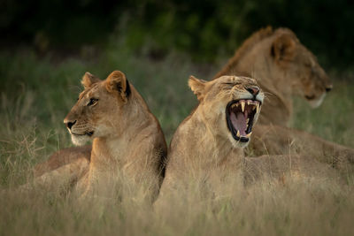 Lion family resting at national park