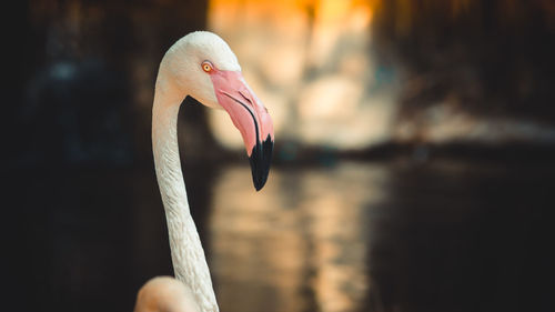 Close-up of a bird