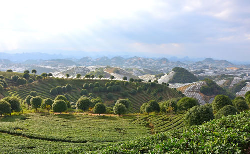 Scenic view of agricultural field against sky