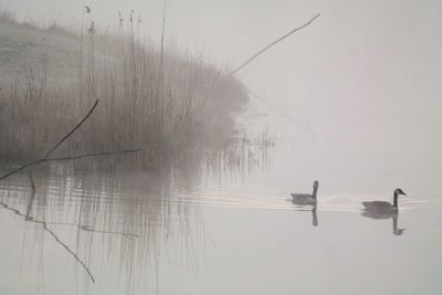 Birds swimming in lake