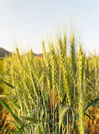 Close-up of wheat growing on field against sky