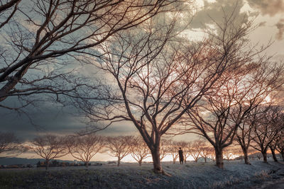 Bare trees on field against sky during sunset