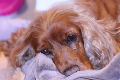 Close-up of a dog resting