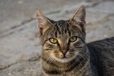 Close-up portrait of tabby cat