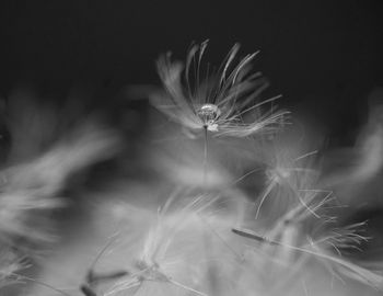 Close-up of dandelion on plant