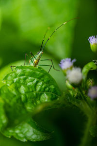 Close-up of insect on flower