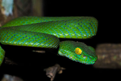 Close-up of green snake on leaf