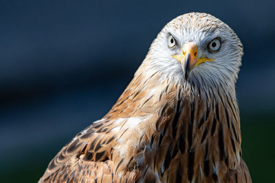 Close-up portrait of eagle