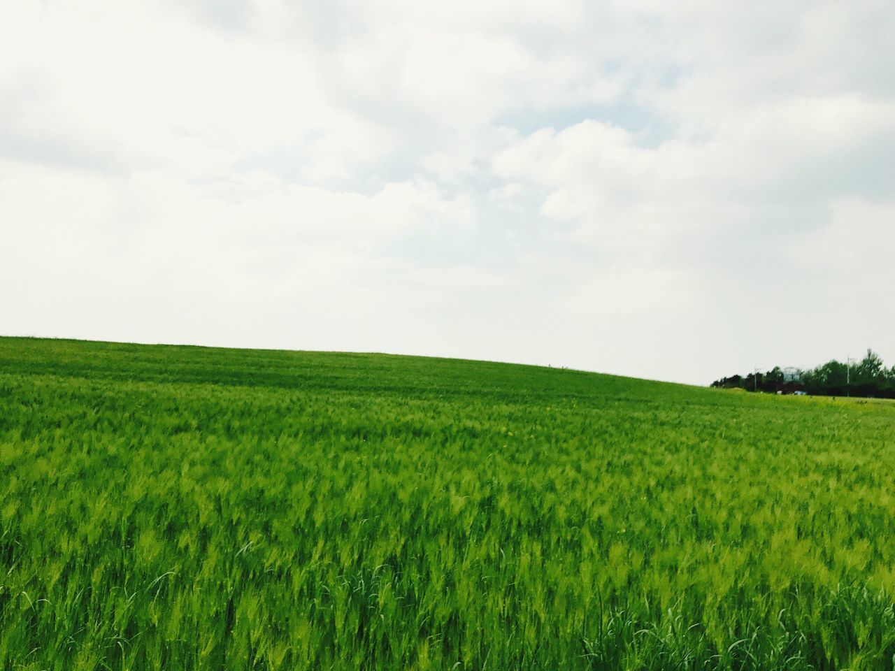 agriculture, field, farm, growth, crop, landscape, nature, sky, grass, green color, rural scene, cereal plant, wheat, tranquility, no people, beauty in nature, tranquil scene, scenics, outdoors, day, freshness