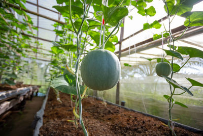 Close-up of fruits growing on tree