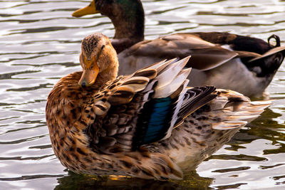 Close-up of duck swimming on lake