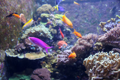 Close-up of fish swimming in sea