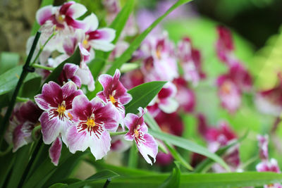 Close-up of pink flowers