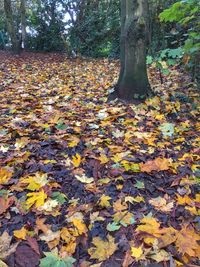 Autumn leaves on fallen tree