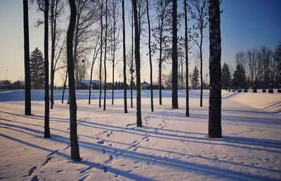 Trees on snowy field during winter