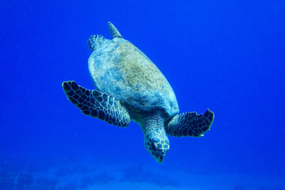 Turtle swimming in sea