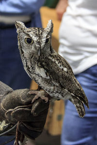 Close-up of owl