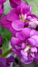 Close-up of purple flowers blooming outdoors