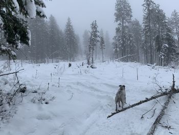 View of dog on snow covered field