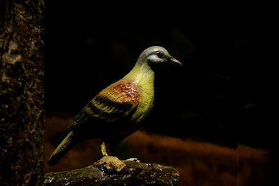 Close-up of bird perching on branch