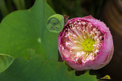 Close-up of pink lotus water lily