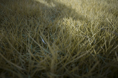 Close-up of wheat field