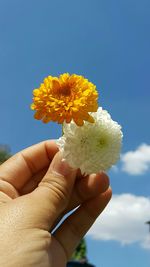 Close-up of cropped hand holding flower