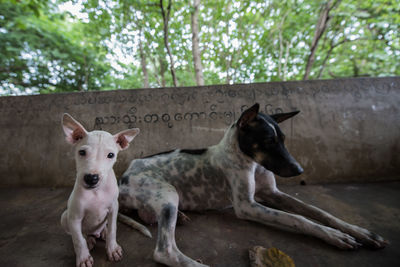 Portrait of dogs outdoors