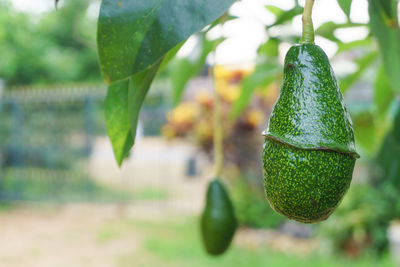 Close-up of fruits growing on tree