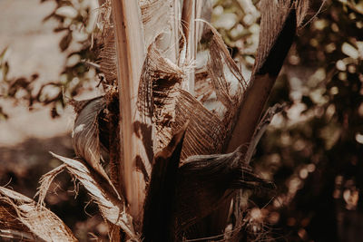 Close-up of wilted plant on field