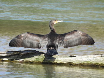 Full length of pelican on lake